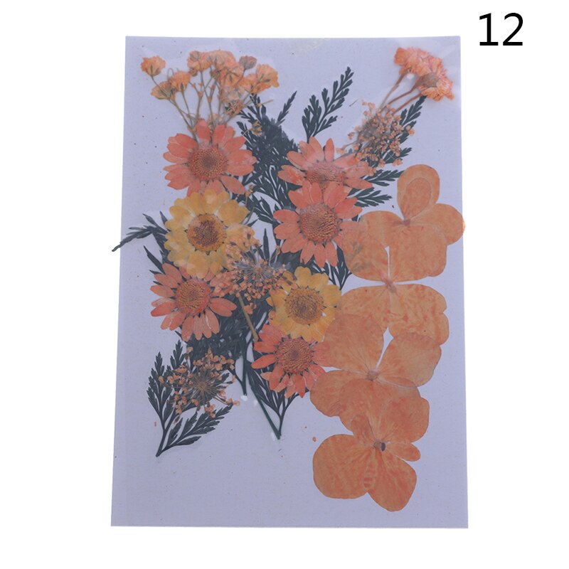 Dried Flowers specimen Pressed Scrapbook Bookmark Card DIY Art Craft Decor: 12