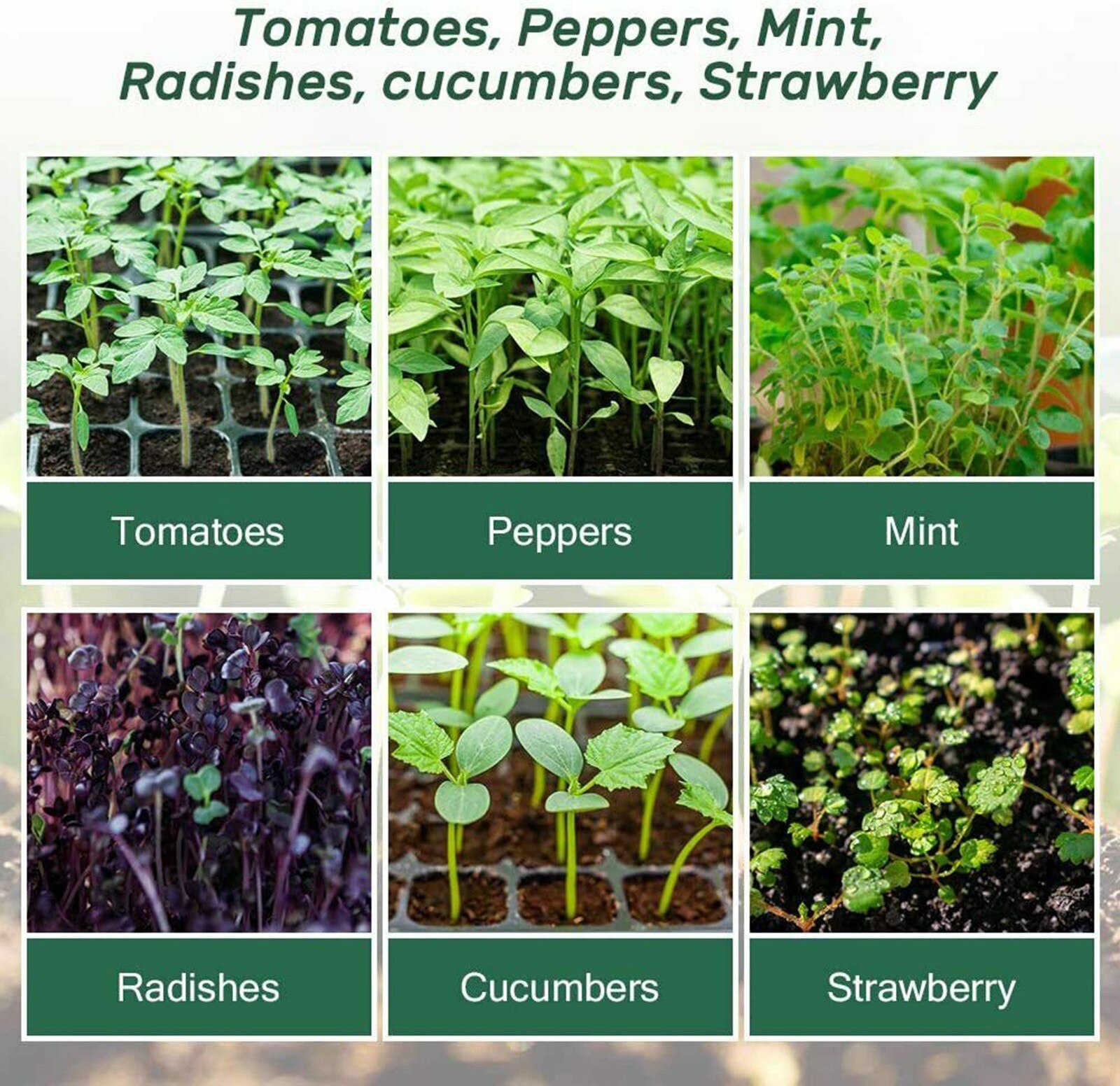 3 Piece Plant Seed Grows Box Grafting Rooting Growing Box Breeding Case Plant Root Growing Box For Garden Mini Propagation Set