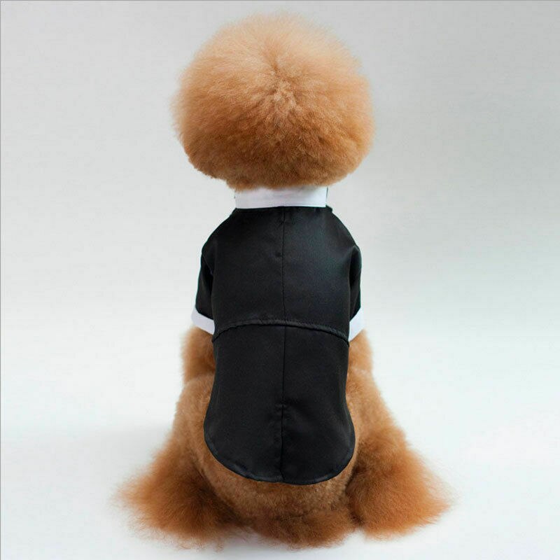 Panowie placki ubranko dla kota książę garnitur weselny palenie muszka szczeniak oficjalny płaszcz