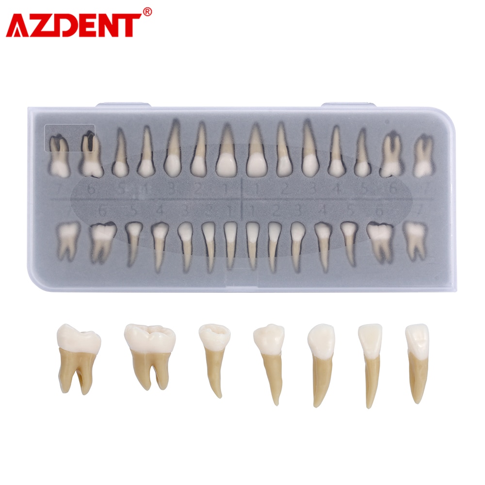 Vuxentänder modell 28 st 1:1 permanenta tänder dental modell zyr -7008 harts skolundervisningsutrustning