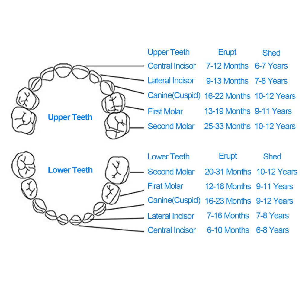 Baby Tooth Keepsake Box,Deciduous Teeth Milk Teeth Saver Boxes, Wooden First Tooth and Curl Memory Container for Child Newborns