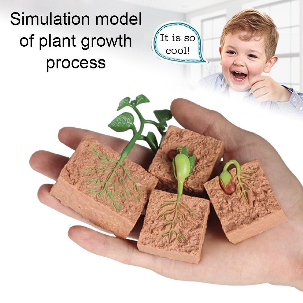 Simulazione modello di pianta Mini ciclo di crescita dei semi giocattolo modello di semi Set regali cognitivi speciali crescita giocattoli per bambini ciclo V4C8