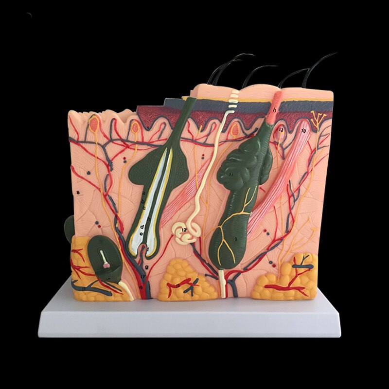 Estructura de la piel y el cabello humano, agrandar el modelo, estructura de la capa de la piel, modelo, anatomía de la estructura de la piel, Ayuda de entrenamiento cosmético