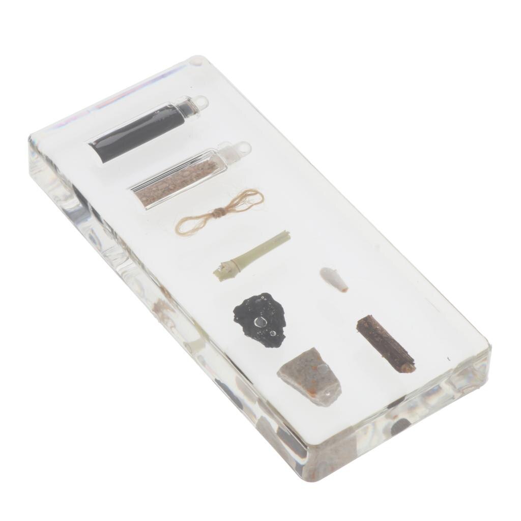 Kids Children Specimen Educational Explore Instrument School Biological Teaching Aids Biological Supplies: natural material