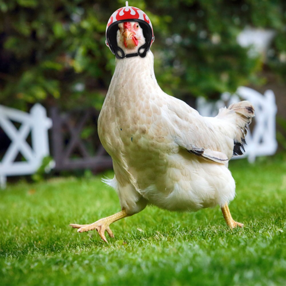 5 stk sjov kyllinghjelm kyllingefugle hovedbeskyttelse hjelm hovedbeklædning