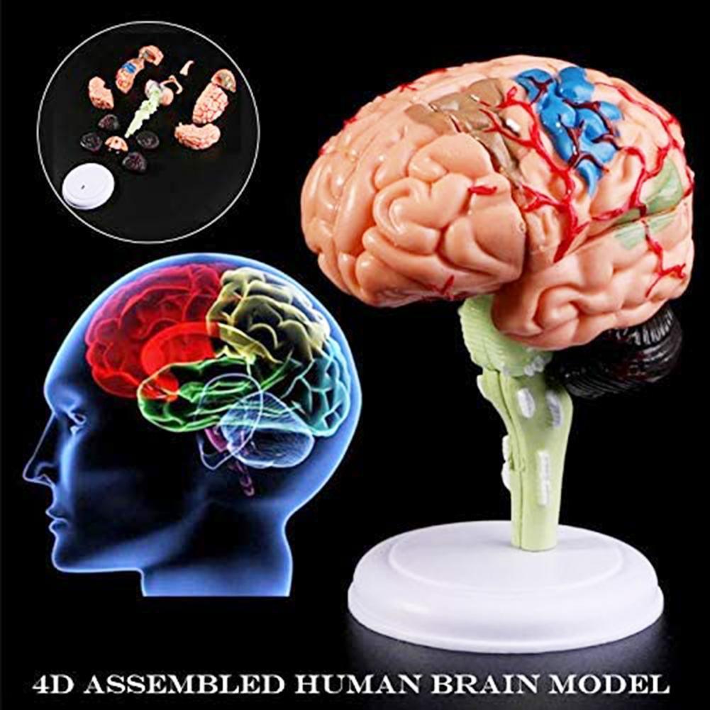 Verwijderbare Anatomisch Menselijk Interne Brain Model Medische Sculpturen Onderwijs Tool