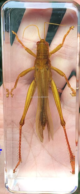 1piece Scorpion Specimen Grasshopper In Clear Resin Educational Explore Instrument School Teaching Supplies 110x43x26mm