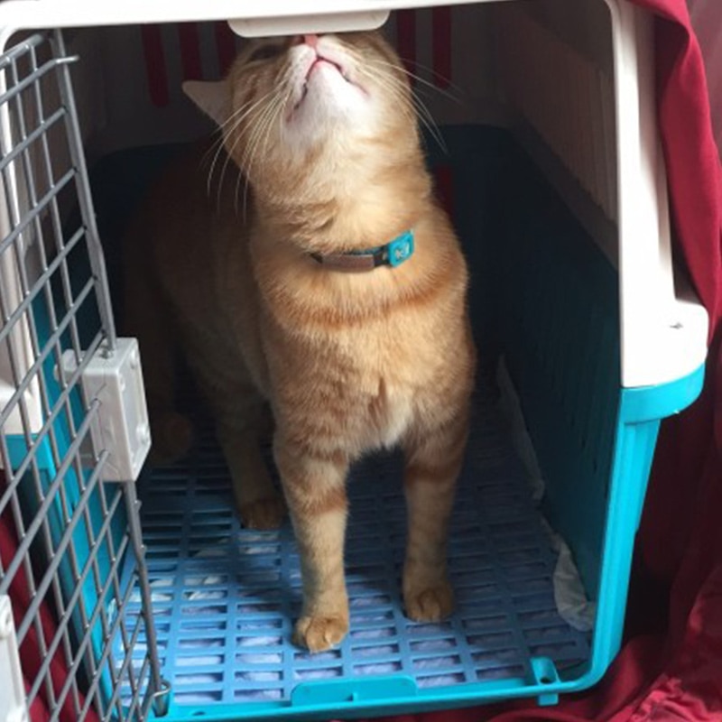 Caja de transporte de Gato de mascotas para hogar, caja de hombro de viaje al aire libre para gatos, casa de cachorros de compañía, perrera, bolsa de transporte de aire para mascotas, 6 colores