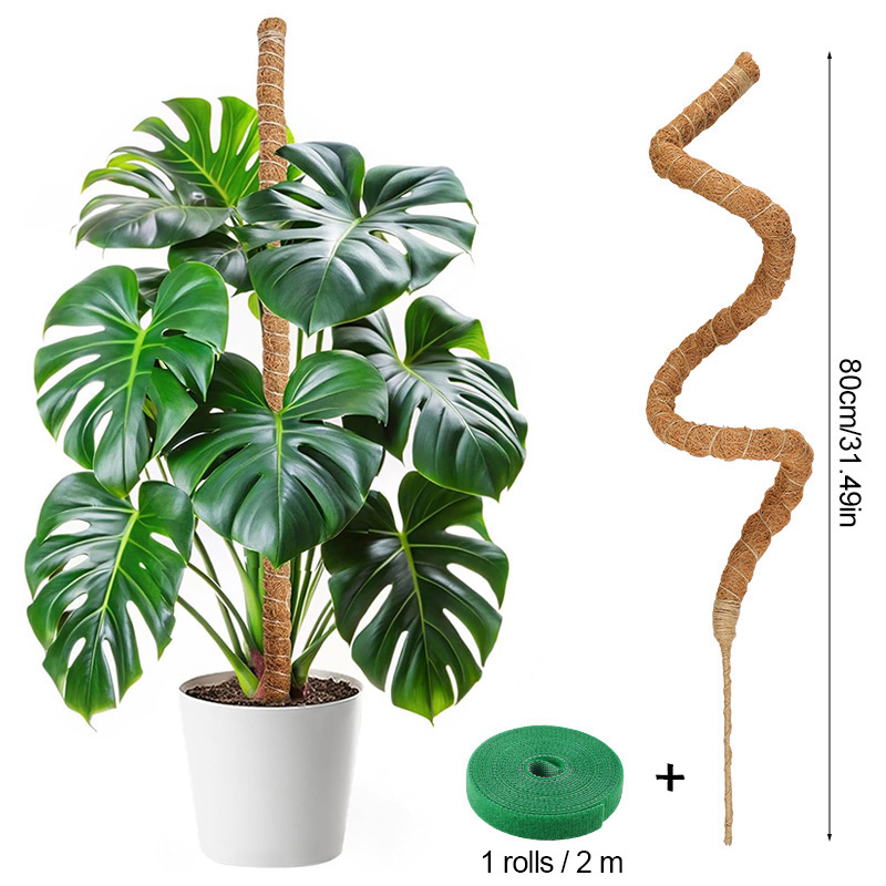 monstera online shop Monstera Deliciosa – Ithaca Flower Shop