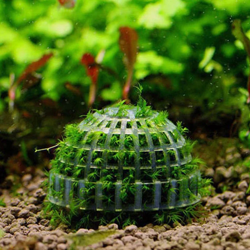 Boule de Mousse pour Aquarium, Filtre de Plantes Vivantes, Accessoires de Décoration Précieux, Fournitures pour Animaux de Compagnie, 1 Pièce