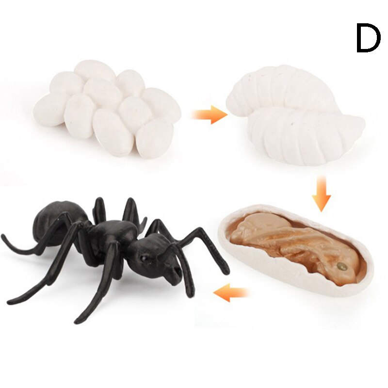 Cognitive Toy Simulation Life Cycle Animals Plant Growth Cycle Model Science Educational Toys For Children: D