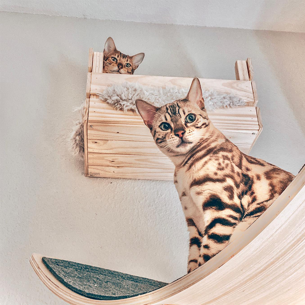 Panier mural en bois pour chat, étagère pour chat, lit de perche, hamac de couchage, grattage d'escalade, meubles muraux modernes pour chats