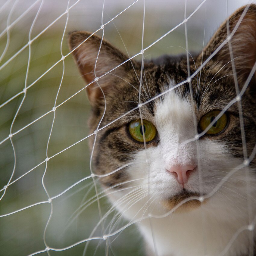 Plastic Cat Protective Net Pet Protection Net Sturdy Safe Wire Cover for Balconies Windows Firmly prevent falling cat
