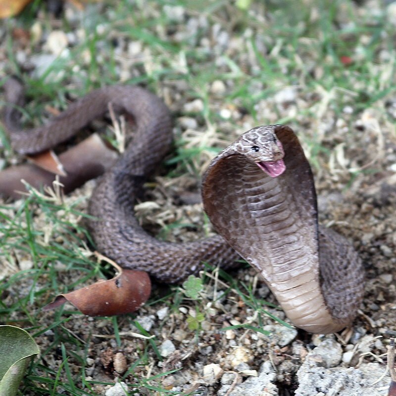 Simulatie Reptiel Model Cobra Snake Amfibische Bril Kingsnake Model Netjes Speelgoed Ornamenten