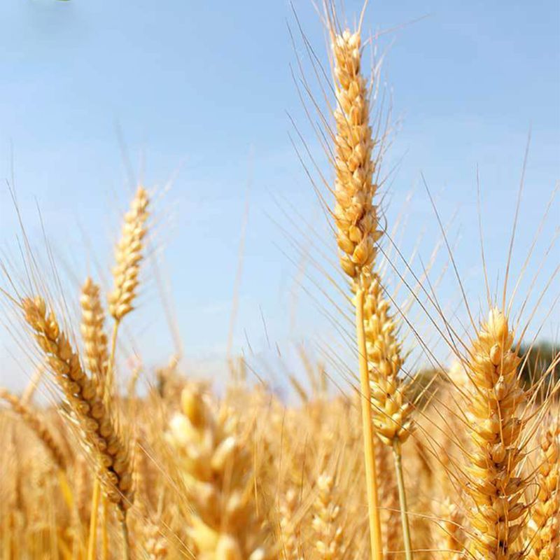 100PCS Natuurlijke Tarwe Stro 100% biologisch afbreekbare Rietjes Milieuvriendelijke Draagbare Rietje Bar Keuken Accessoires