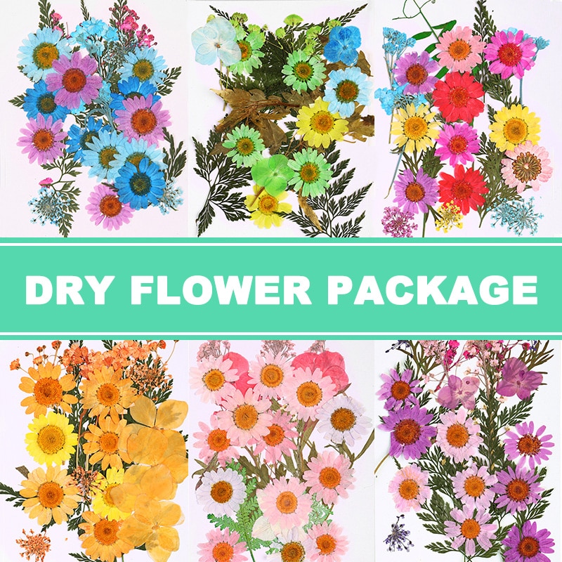 Tache pressée fleur mixte fleurs séchées bricolage Art décors floraux Collection artisanat bricolage fête noël décoration de la maison outil