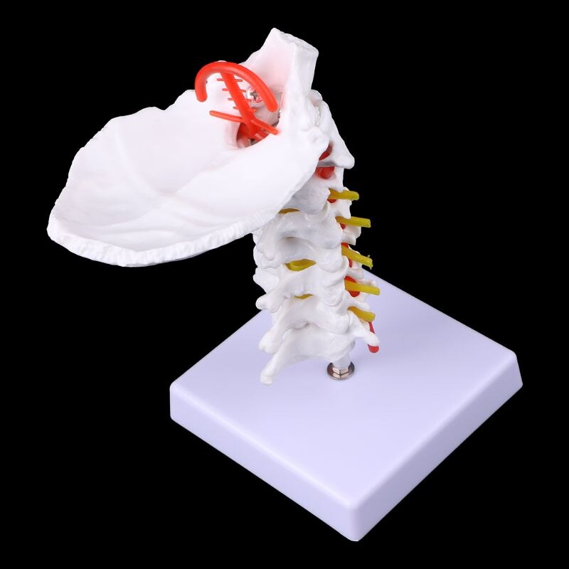 Vértebra Cervical, Arteria, columna vertebral, modelo anatómico, tamaño natural, DXAB