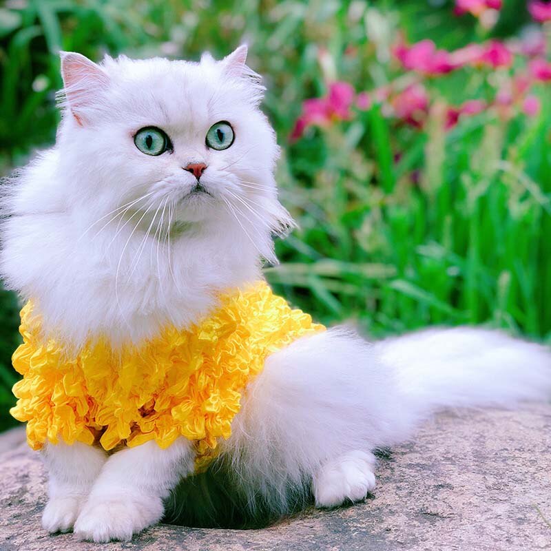 Pet Cat Clothes for Cats Costumes Dog Clothes Warm Dog Cat Hoodie Clothing Pet Clothes Kitten Pets Outfit Animals Pets Costume