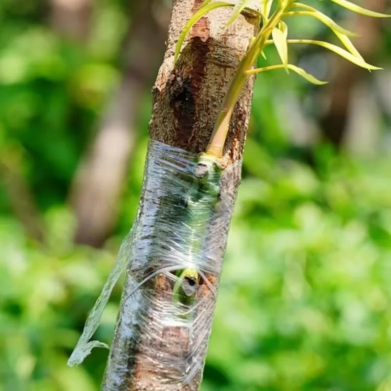 Rotolo di nastro adesivo per innesto Pellicole per innesto per vivaio Piante Piantine Vite Pellicola degradabile PE Nastri per alberi da giardino estensibili