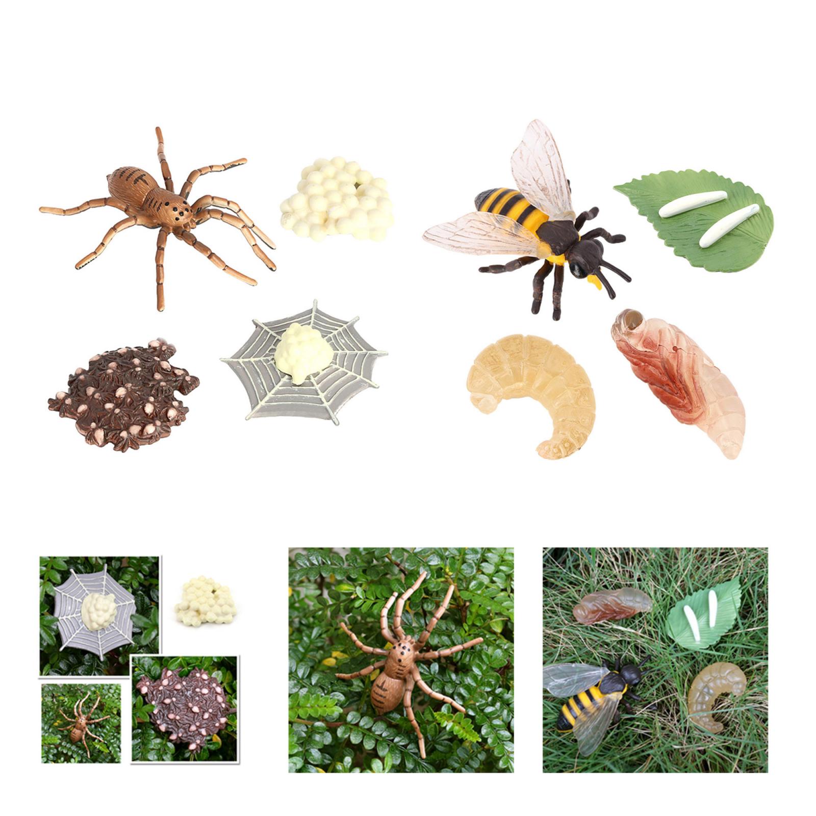 Plastic Lifelike Nature Insects Spider Bee Life Cycle Figure Model Playset Cognitive Imagination Biology Toys