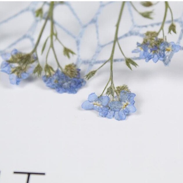 20pcs/0.5-1cm,Pressed mini forget-me-not flowers petals,Nature Real dried Flower DIY nial art Craft Photo Bookmark Cards
