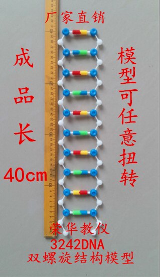 DNA Dubbele Helix Model Component Hoge School Biologie Experimentele Apparatuur DNA structuur model