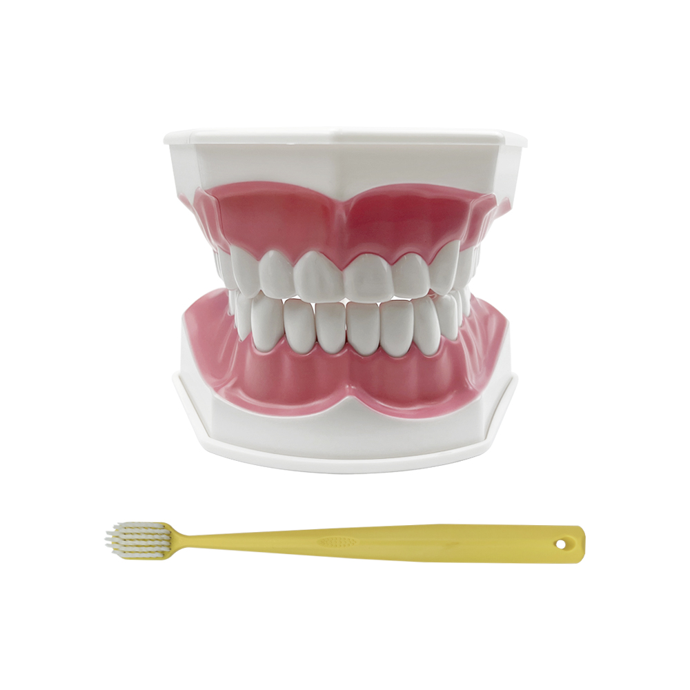 Dental Brushing Education Teeth Model With Toothbrush Detachable Teeth Caries Pathology Research Training Model: 2