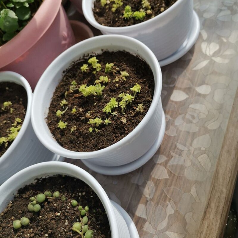 5.9 inch plastic plantenbakken met schotelset,  of 10 zaaibakken voor kwekerijen, voor bloemen, kruiden en cactussen, binnen en buiten