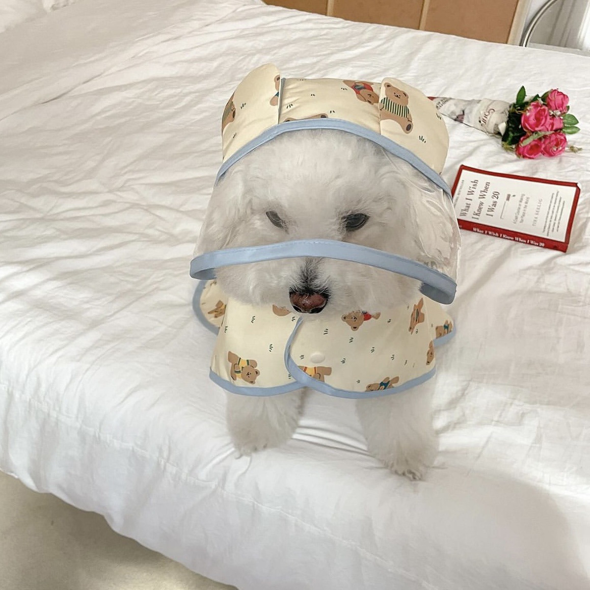 Regnjakke til hvalp, vandtæt, reflekterende klassisk kæledyrsregnjakke med sele til små hunde, pomeranian, dachshund, uigennemtrængelig