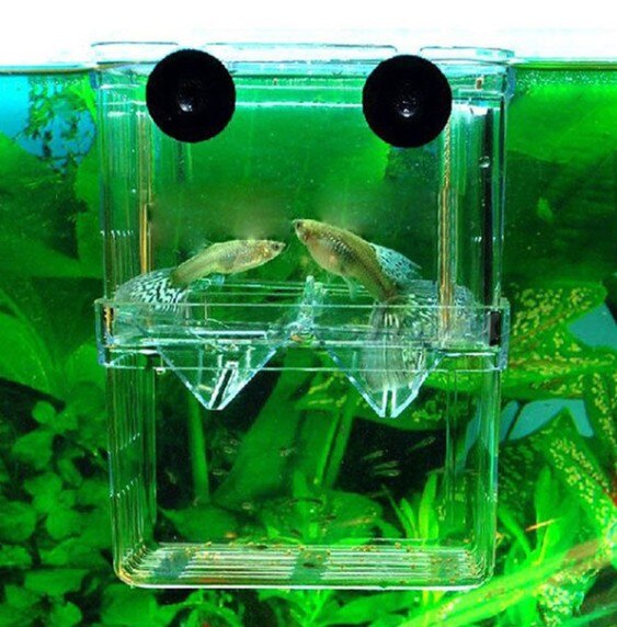 Tanque de peces para bebés, aislamiento Betta, fry, ovipositor, peces tropicales, caja incubadora acrílica