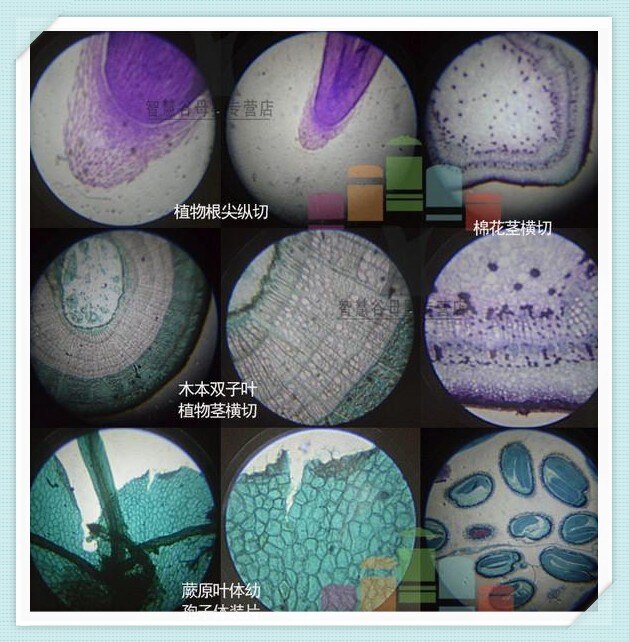 Educational Illuminated Microscope 100x, 400x, 900x Children Microscope for Kids To Learn Science Christmas Birthday