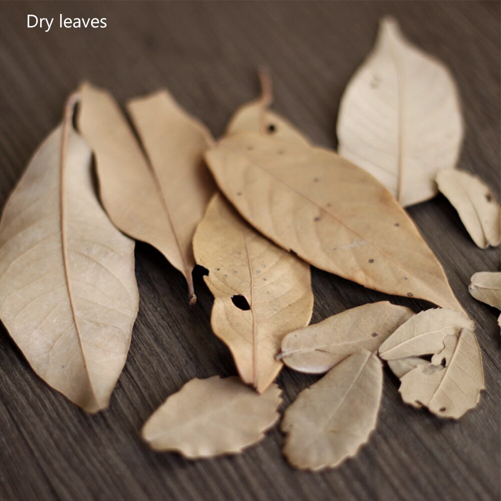 10pcs Natural Plants Pine Cones ins Photography Props Wood Chips Larch Background Accessories for Photo Studio Home Decoration