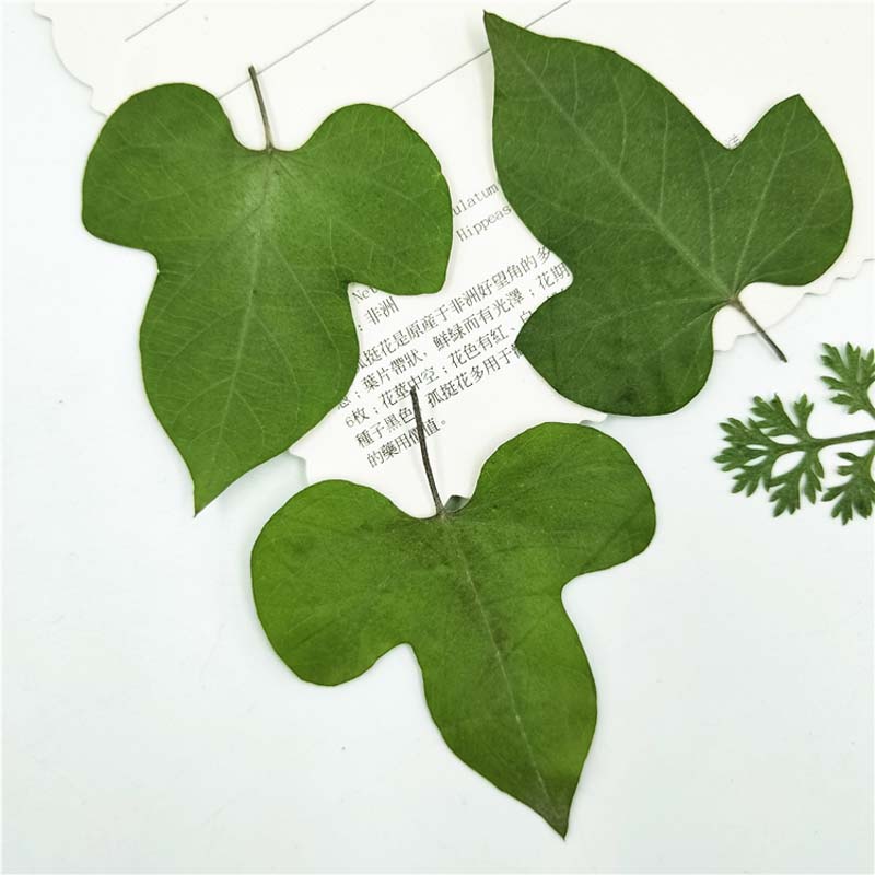 5-7CM/16PCS Morning glory leaves pressed flowers ，Real Plant Dry Press Leaves For DIY Craft Resin Jewellery,Bookmarks
