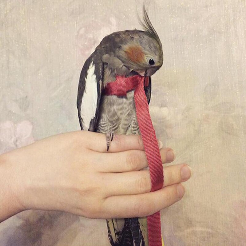 Anti-bite Flying Training Rope Parrot Bird Harness... – Grandado