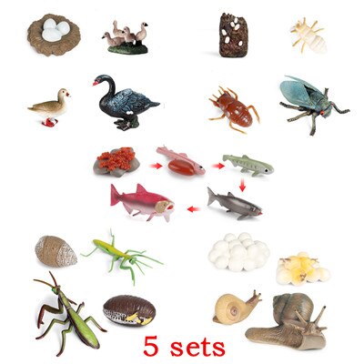 10 Sets Animal Life Growth Cycle Simulation Model Bee Ladybird Spider Bettle Butterfly Biology Nature Learning Toys: Gold