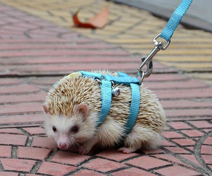 Adjustable hedgehog Harness for Training Playing traction rope