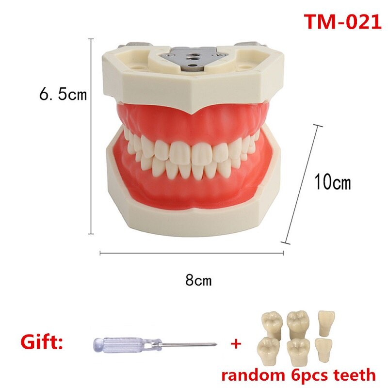 Dental Tanden Model Voor Tandheelkundige Technicus Praktijk Training Studyting Tandheelkunde Typodont Modellen Met Verwisselbare Tooth Voor Nissin: 28teeth Model TM-021