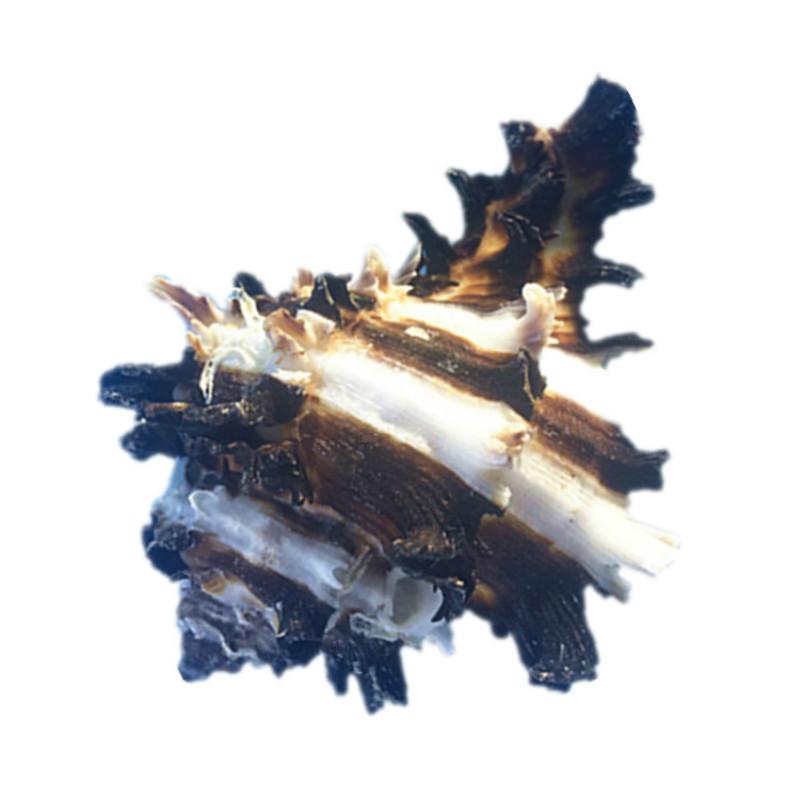 Natuurlijke schelp slakken mini schelpen grote seashell ambacht natuurlijke schelpen schelpen aquarium zee ambachten