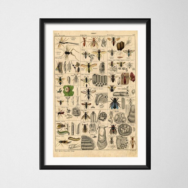 Vintage style toile peinture affiche insecte spécimen peinture de décoration Kraft papier affiche pas de cadre: Gris / 42x30cm No Frame