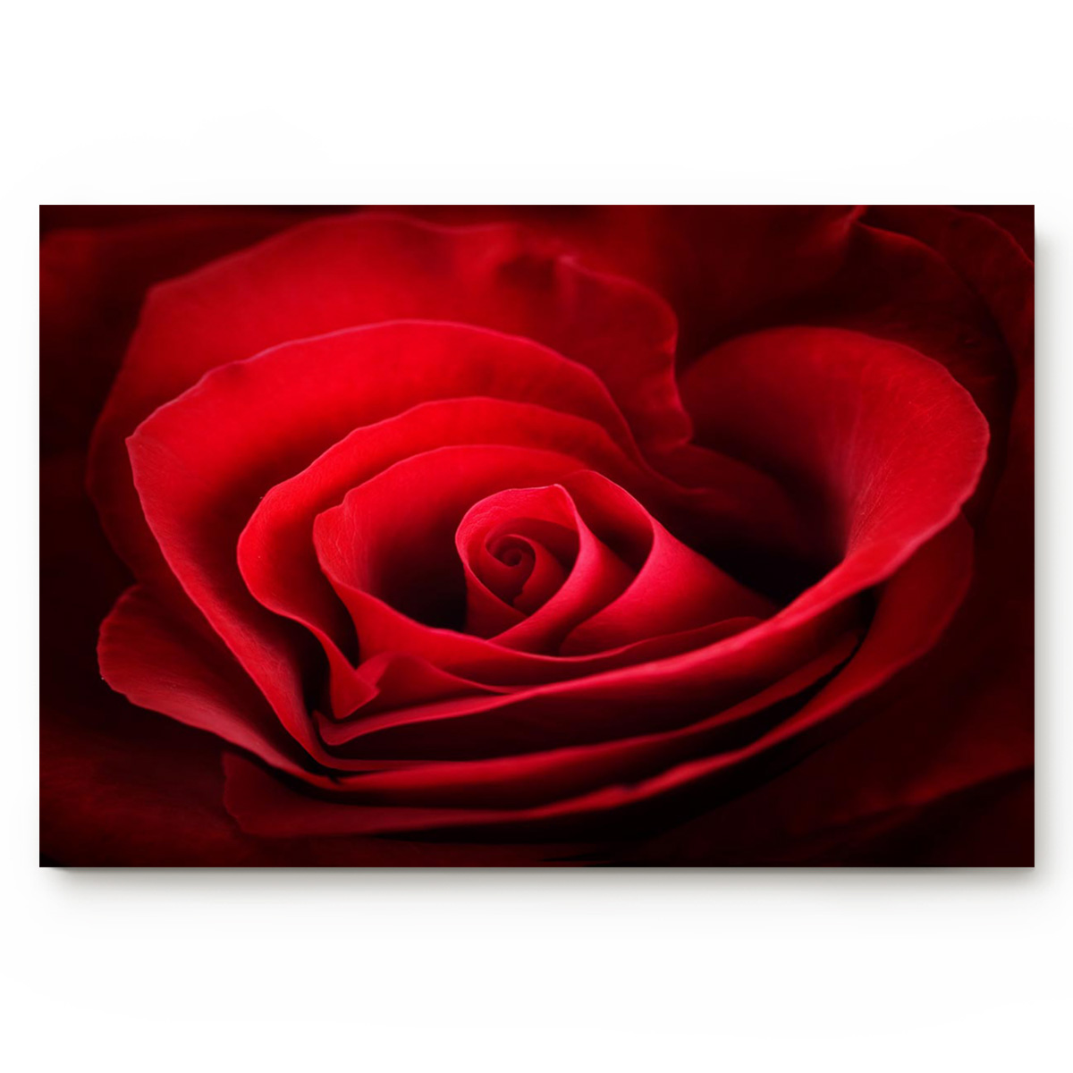 Rose rouge fleur amour amour Romance Texture bon coeur fleur coeur rouge beau paillasson extérieur intérieur salle de bain tapis