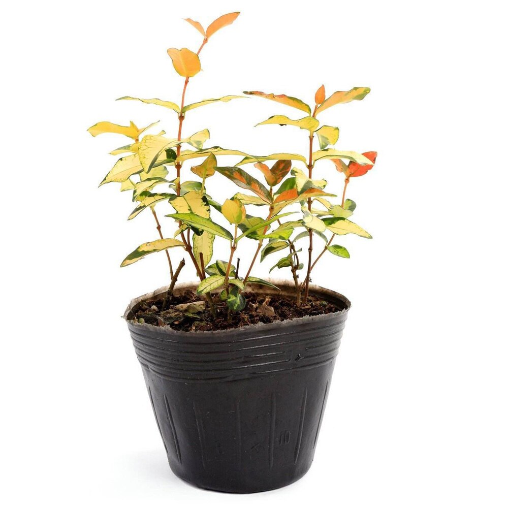 20-300PCS 15 Sizes of Plastic Grow Nursery Pot Home Garden Planting Bags for Vegetable Flowers Plant Container Starting Box