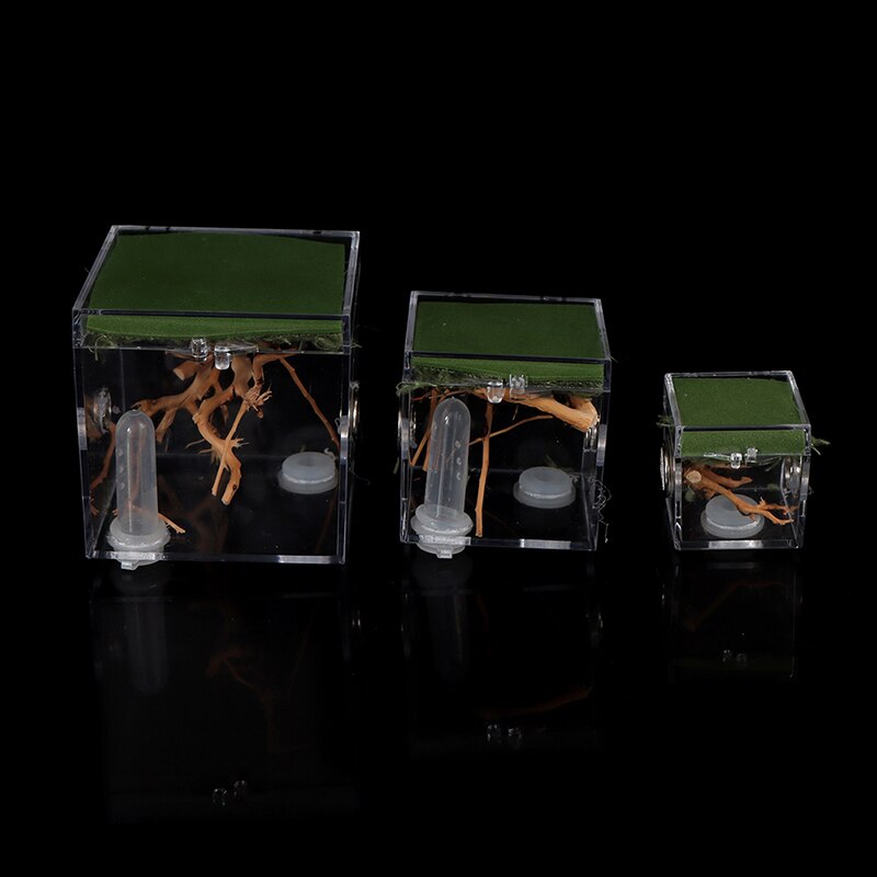 Black Widow Spider Small Insect Terrarium Transparent Reptile Breeding Box