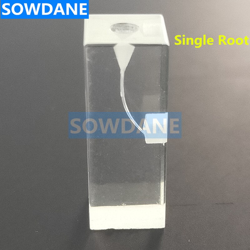 1:1 résine endodontique dentaire étudiant étude pratique modèle d'opération Transparent sans fichiers: 2 pcs single root