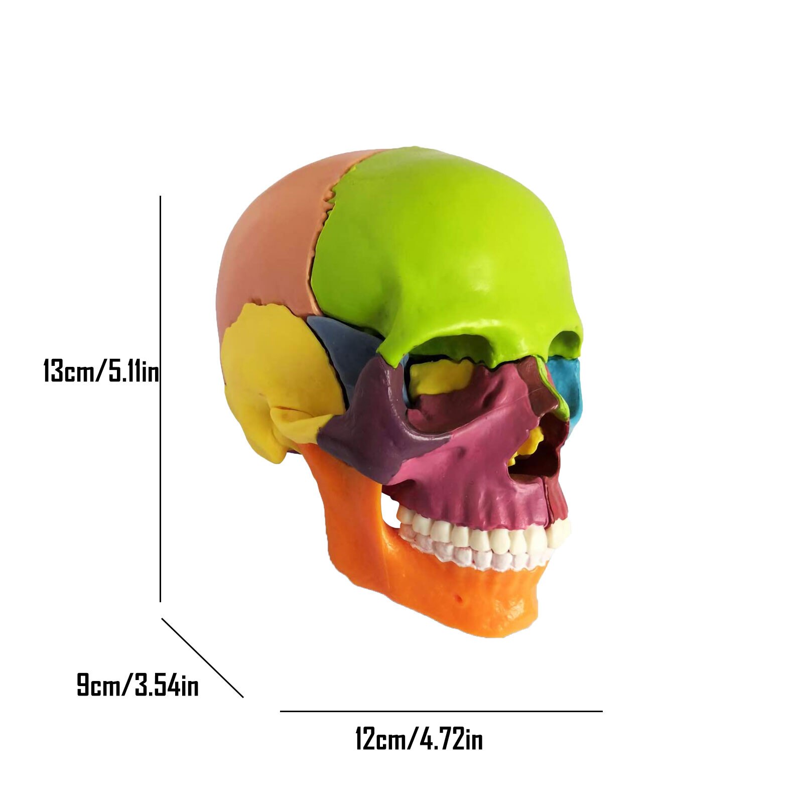 Gemonteerd Schedel Model 15 Onderdelen Gemonteerd Schedel Model Kleur Model Verwijderbare Schedel Model Biologische Leren Props Speelgoed Voor Kids