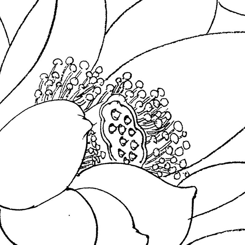Meticulous Painting Round Fan Line Draft Beginner Line Drawing Print Manuscript Paper Traditional Chinese Painting Flower Bird