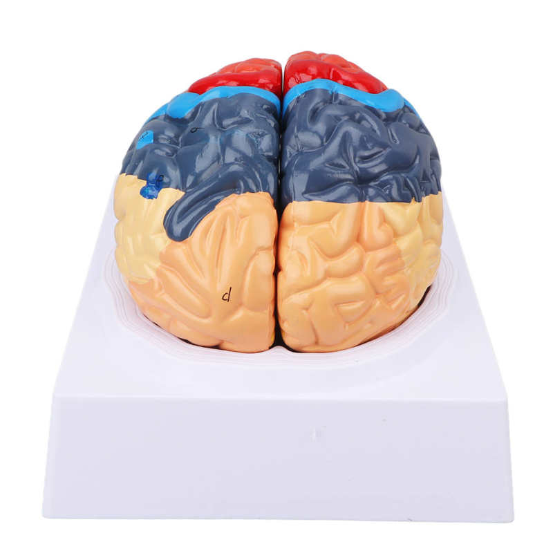 Anatomische Hersenen Gemonteerd Model Kleur Gepartitioneerd Human Brain Anatomisch Model Voor Onderwijs Gebruik