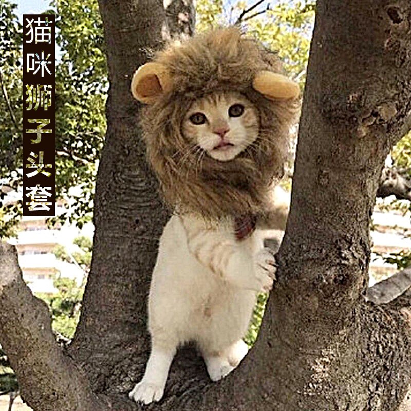 Czapka dla kota śliczna głowa lwa kształt jesienno-zimowa ciepła rzep nakrycia głowy śmieszne zwierzątko rekwizyty fotograficzne ozdoby dla psów kapelusz