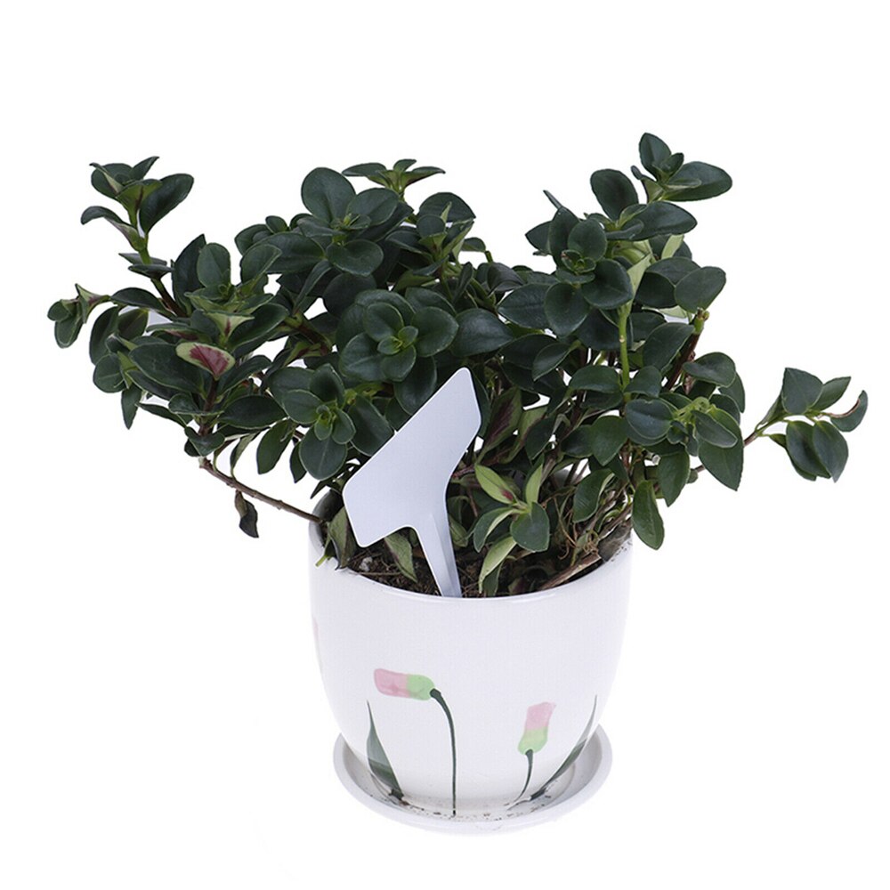 100/200/500 Pcs Wit T-Vorm Plant Tags Labels Marker Voor Bloem Zaad Rassen Kwekerij Plant Teken Kas tuin Thuis