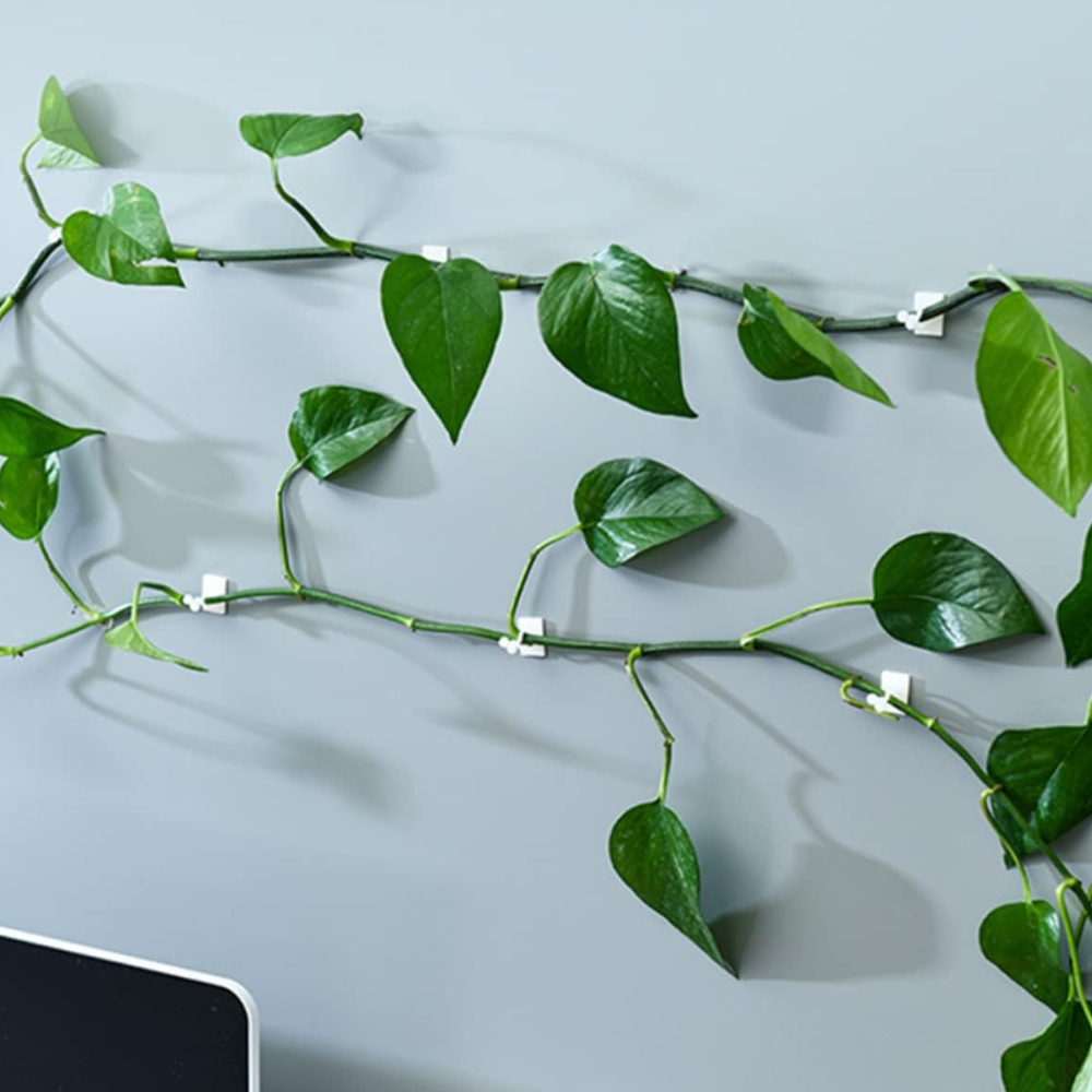 Clips de soporte para plantas de jardín, lazos para flores de orquídeas trepadoras, enredadera de tomate, accesorio de pared autoadhesivo Invisible de plástico, gancho de encuadernación