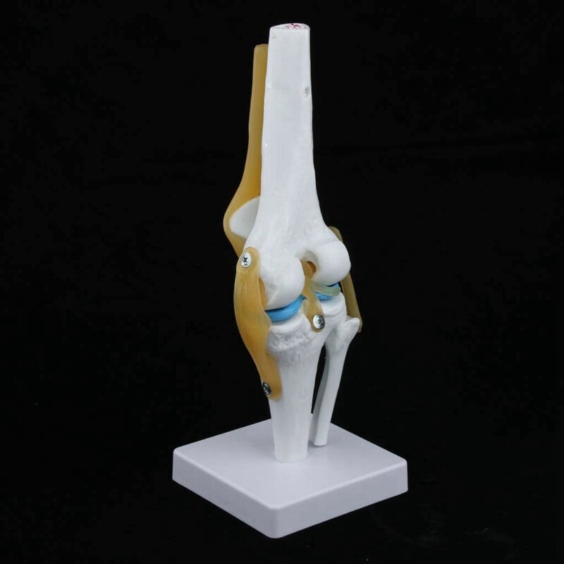 1:1 Levensgrote Knie Anatomisch Model (Menselijk Functionele Knie Ligament Model)